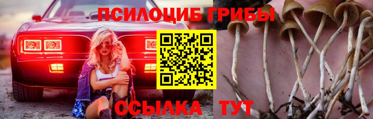 Галлюциногенные грибы Psilocybe  Борзя 